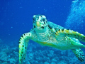   Was looking some coral when my wife told me turn round. This turtle hanging just took shot turned round  